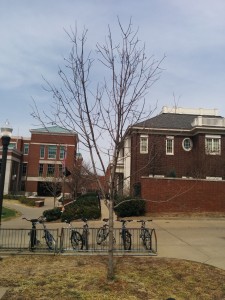 Tree in the commons