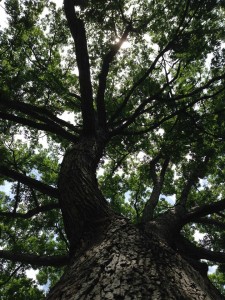 The view looking up one of Vanderbilt's giants