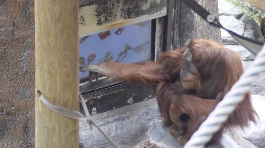 orangutan_app